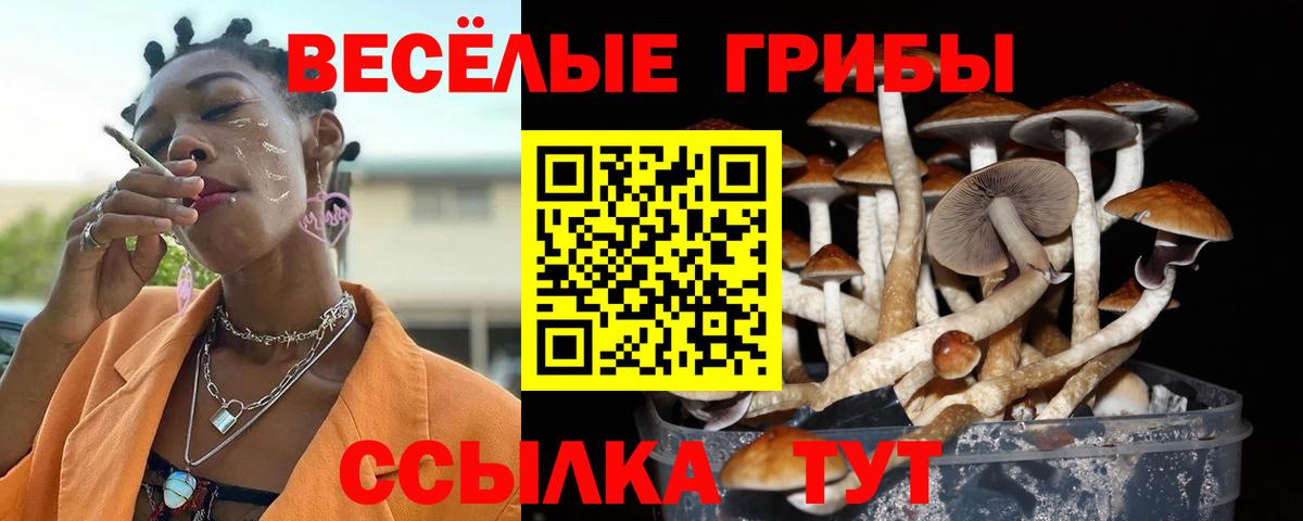 Каменск-Шахтинский  Псилоцибиновые грибы Cubensis  цены   Вход с VPN 